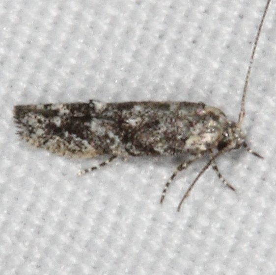 1833.97 Uni1833.97 Unidentified Coleotechnites Moth possibly 1827 Fool Hollow St Pk Ariz 5-24-17