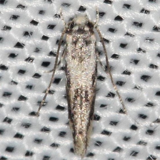 1833.97 Unidentified Coleotechnites Moth yard 7-14-13 (13)