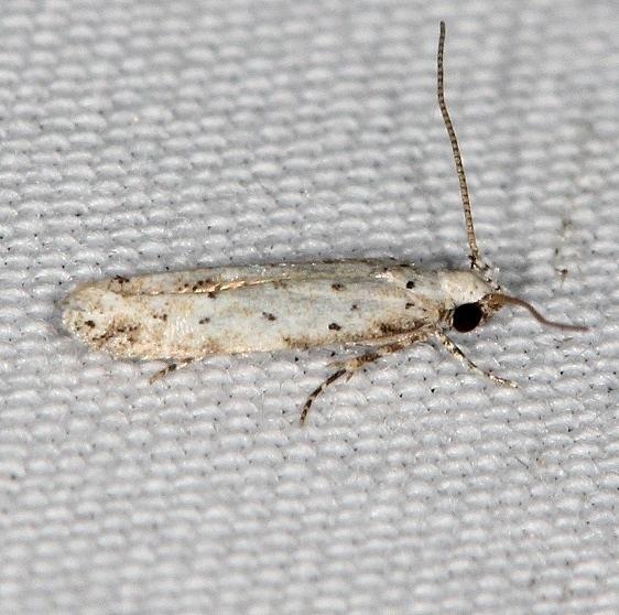 1833.97 Unidentified Coloetechnites Moth BG Campsite 119 Falcon St Pk Texas 10-28-16 (3)_opt