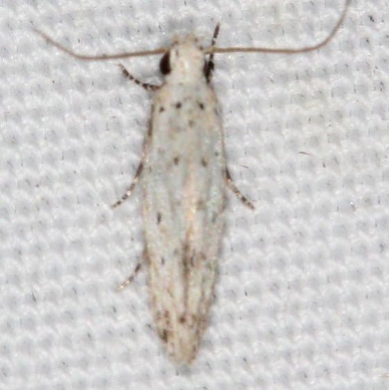 1833.97 Unidentified Coloetechnites Moth BG Campsite 119 Falcon St Pk Texas 10-28-16_opt
