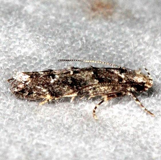 1833.97 Unknown Coleotechnites Moth Little Manetee River St Pk 3-9-15 (10)_opt