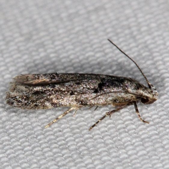 1834 Sinoe robiniella yard 6-1-16 (10a)_opt