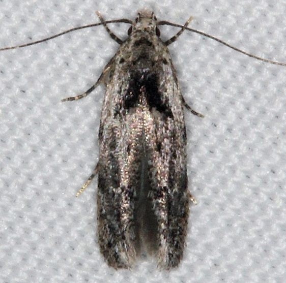 1834 Sinoe robiniella yard 6-1-16 (11a)_opt