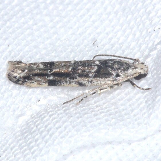 1834.1-Sinoe-chambersi-Paynes-Prairie-St-Pk-FL-1-24-24-2