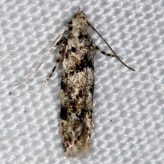 1834.97 Unidentified Sinoe Moth Highland Hammock St Pk 3-3-14_opt