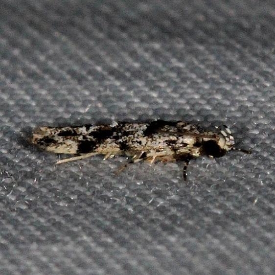 1834.97 Unidentified Sinoe Moth Kissimmee Prairie St Pk 2-14-14