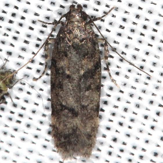 1837 Pine Bud Moth tentetive BG wrong flight time though yard 10-4-16_opt