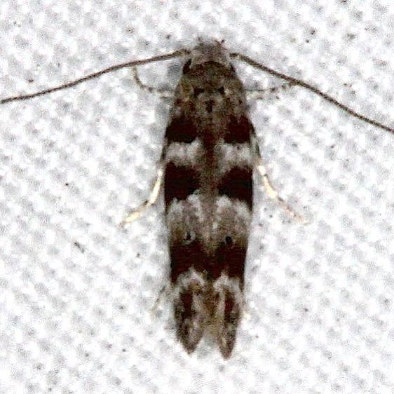 1840 Pine-Needleminer-Jonathan-Dickinson-St-Pk-Fl-3-7-17-11_opt