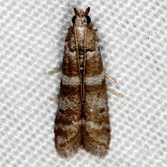 1840 Pine Needleminer Moth Highland Hammock St Pk 3-3-14