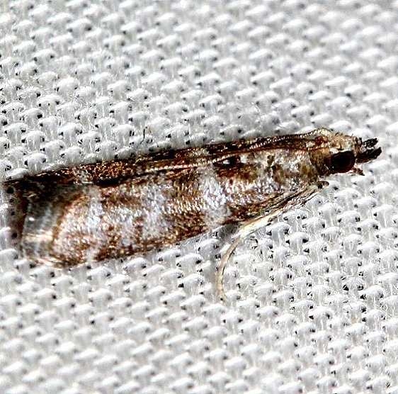 1840 Pine Needleminer Moth Lake Kissimme St Pk 2-27-13_opt