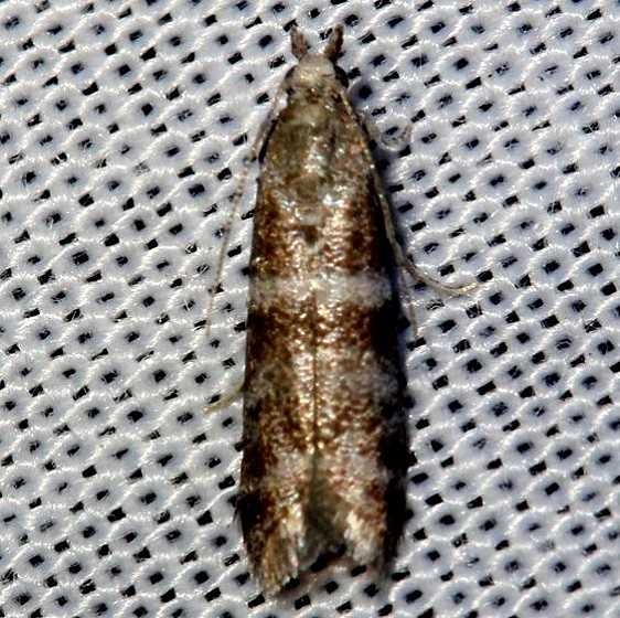 1840 Pine Needleminer Moth Lake Kissimmee St Pk Fl 2-26-13_opt