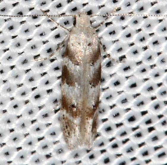 1840.1 Exoteleia anomala Long Pine Key Everglades 2-24-14
