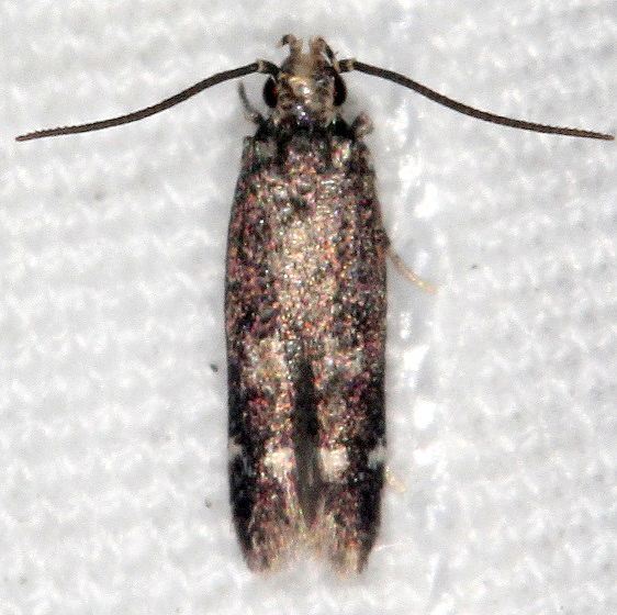 1841 Trypanisma prudens BG Juniper Springs Ocala Natl Forest Fl 9-27-18