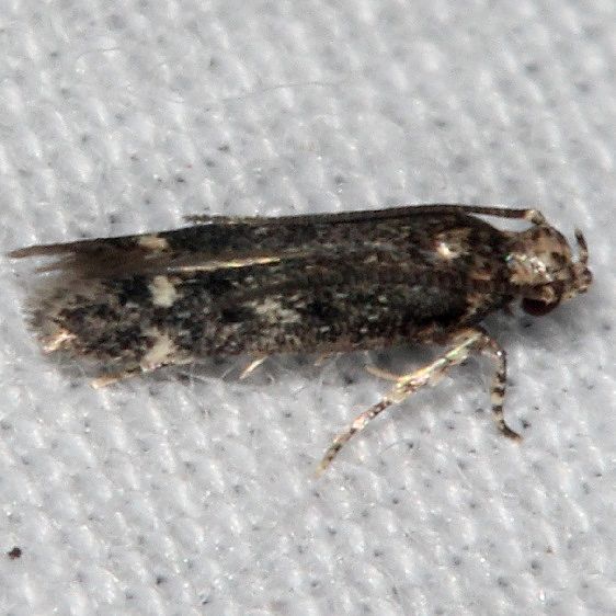 1841 Trypanisma prudens BG Suwanee River St Pk Fl 9-20-18