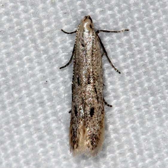 1841 Trypanisma prudens tentative Long PIne Picnic area Everglades 3-2-15_opt