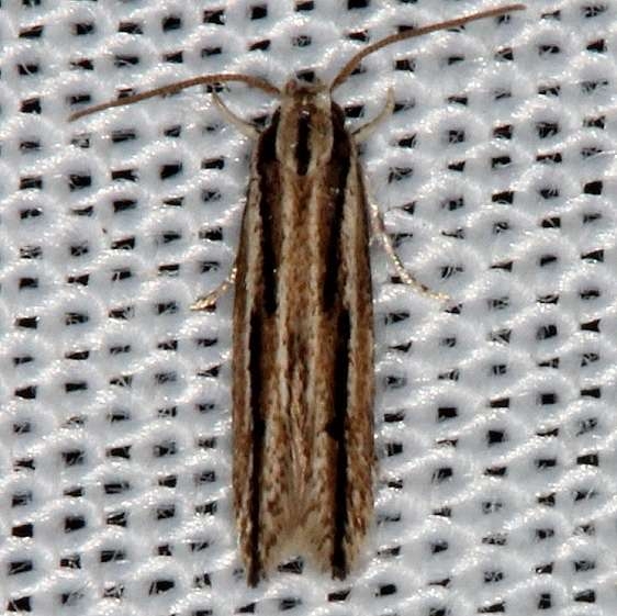 1841.89 Besciva new  Sp Tosohatchee WMA Fl 2-11-14