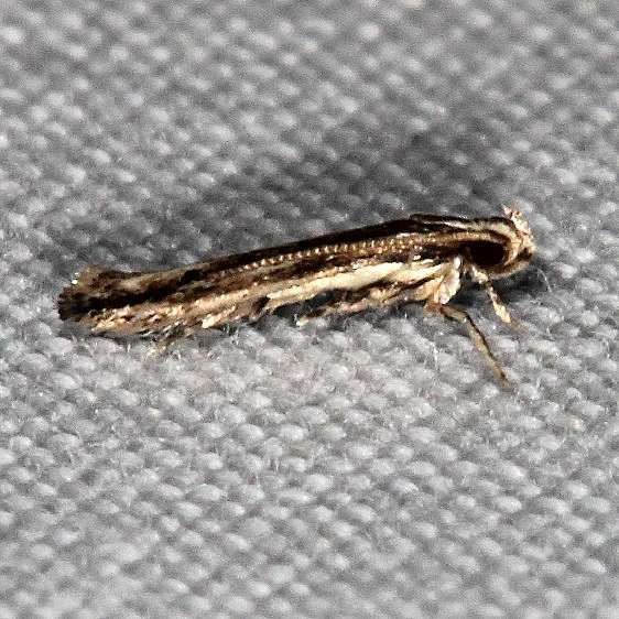 1841.89 Besciva new species Lake Kissimmee St Pk Fl 11-21-19