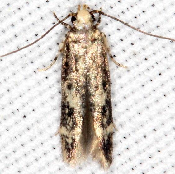 1841 Trypanisma prudens-BG-Shawnee-St Pk Cabin1 Oh 5-24-23