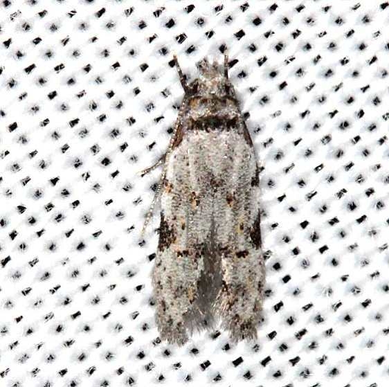 1842 Taygete attributella yard 6-13-13 (3)_opt