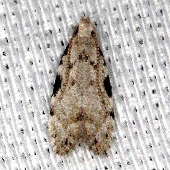 1845 Taygete gallaegenitella Collier Seminole St Pk 2-27-14