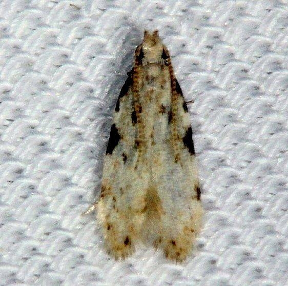 1845 Taygete gallaegenitella Kissimmee Prairie St Pk 2-17-14_opt