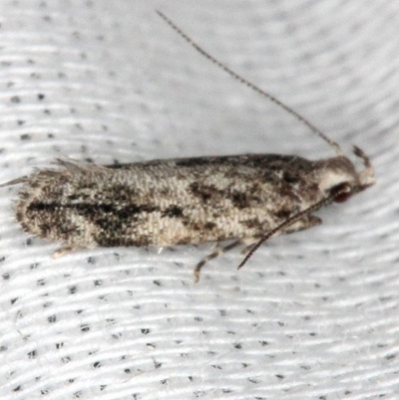 1847 Taygete sylvicolella Collier-Seminole St Pk Fl Pk 2-27-14_opt