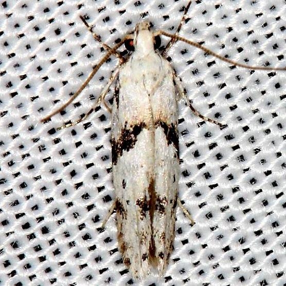 1851 Stripe-backed Moth Carter Cave St Pk Ky 4-23-13