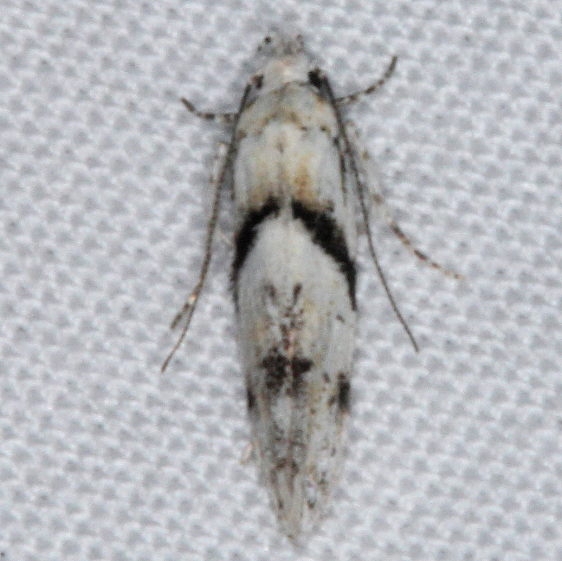 1851 Stripe-backed Moth yard 8-4-15 (13)_opt