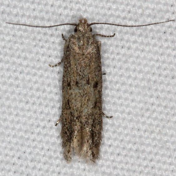 1853 Athrips pruinosella yard 5-2-15