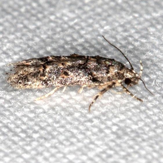 1857 Pubitelphusa latifasciella Burr Oak Cove Wayne Natl Forest Oh 8-5-18 (36)_opt