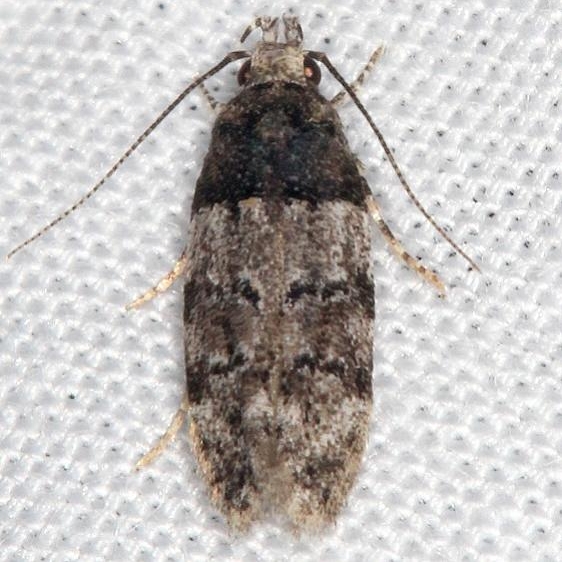 1857 Pubitelphusa latifasciella Mothapalooza Shawnee St Forest Oh 7-7-17 (30)_opt
