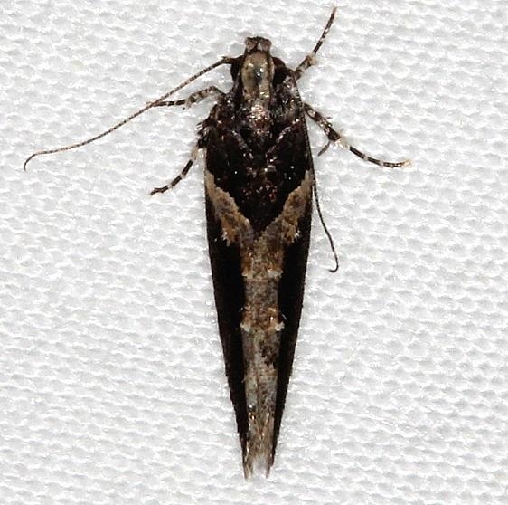 1858 Telphusa longifasciella Cumberland Falls St Pk Ky 4-22-14