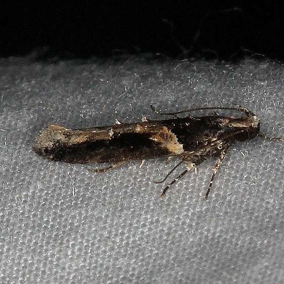 1858 Telphusa longifasciella Cumberland Falls St Pk Ky 4-22-14