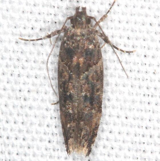 1858.2 Telphusa perspicua-BG-PaynesPrairie St Pk Fl 2-26-22