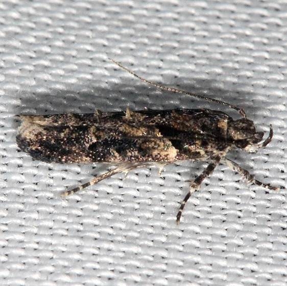 1859 Telphusa sedulitella Collier Seminole St Pk 2-25-14
