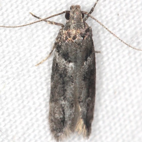 1865-Neotelphusa-praefixa-Ash-Rapids-Lodge-Lake-of-the-Woods-Ont-7-25-17-25_opt