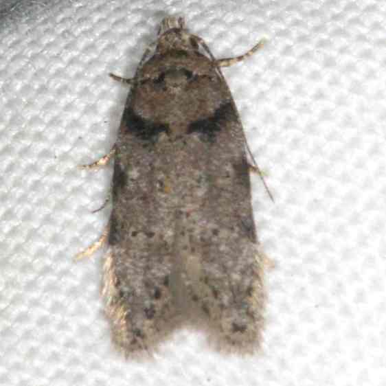 1868 Pseudotelphusa basifasciella-BG-Shawne St Pk Oh 5-23-23