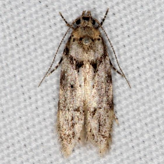 1868 Pseudotelphusa basifasciella Jenny Wiley St Pk Ky 4-20-16_opt