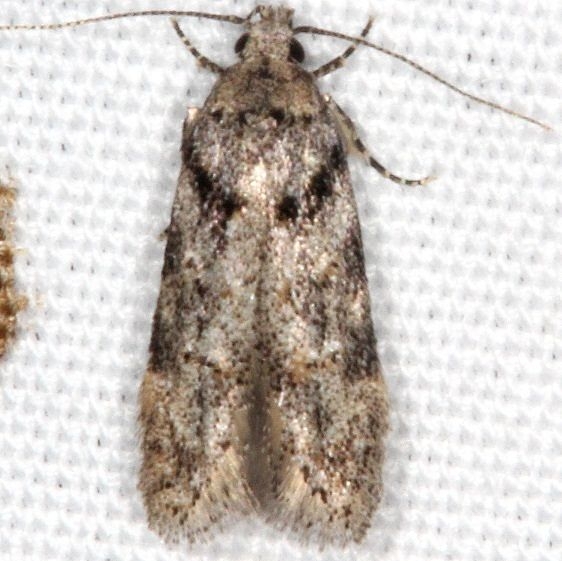 1874 Pseudotelphusa quercinigracella yard 4-26-17_opt