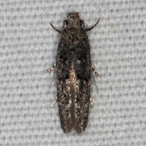 1878 Xenolechia ontariensis Silver Lake Cypress Glenn Fl 3-18-15