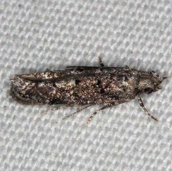 1878 Xenolechia ontariensis Silver Lake Cypress Glenn Fl 3-18-15