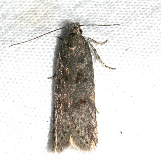 1923.97 Unidentified BG Bryotropha Moth Mueller St Pk Colo 6-19-17