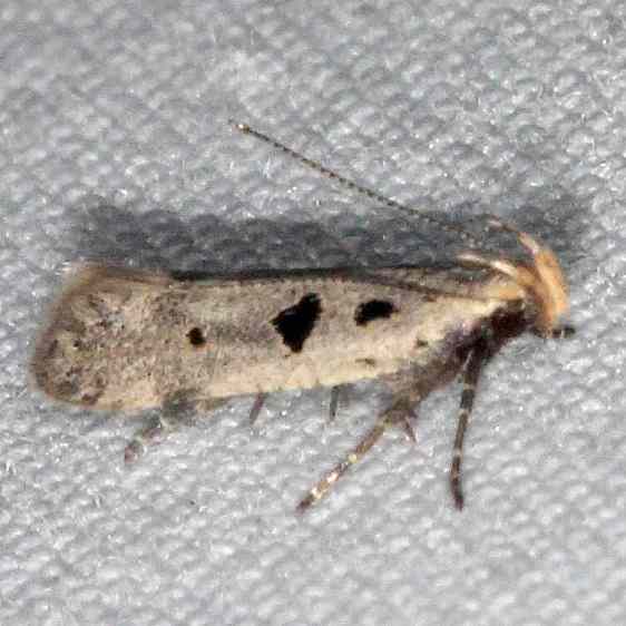 1928-Deltophora-sella-BG-Cumberland-Falls-area-Ky-5-31-25