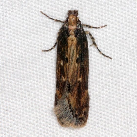 1962 Juniper Gelechiid Moth Pine Lake Dixie Natl Forest Utah 5-31-17 (23)_opt