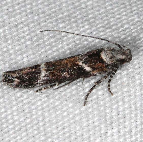 1986 Goldenrod Gall Moth Devil's Canyon Campground National Forest Utah 6-7-17 (49)_opt