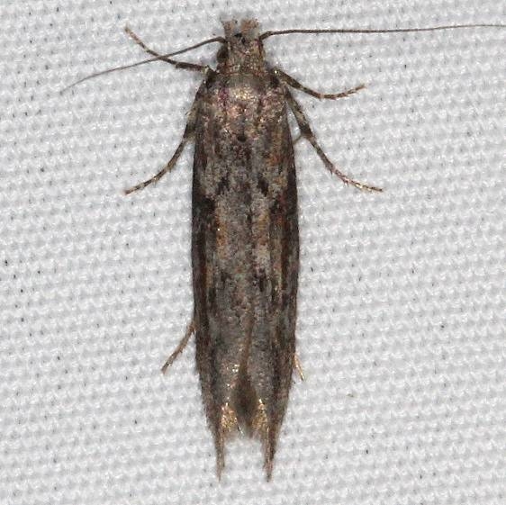 1986 Goldenrod Gall Moth yard Orient Oh 11-4-15