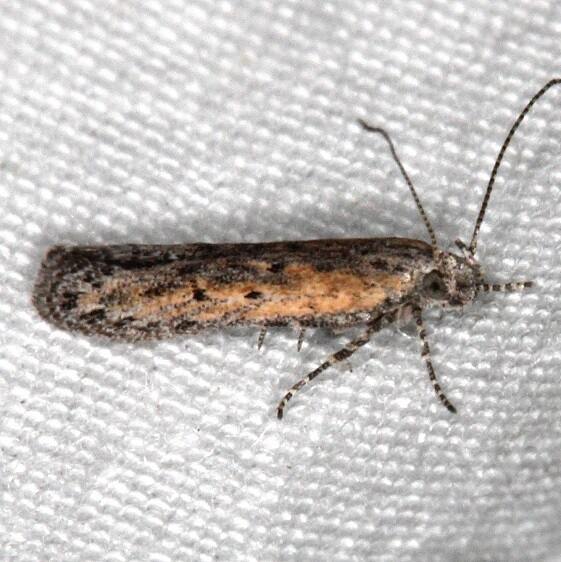 2012-Thyme-Moth-Moab-RV-Resort-Utah-6-4-17