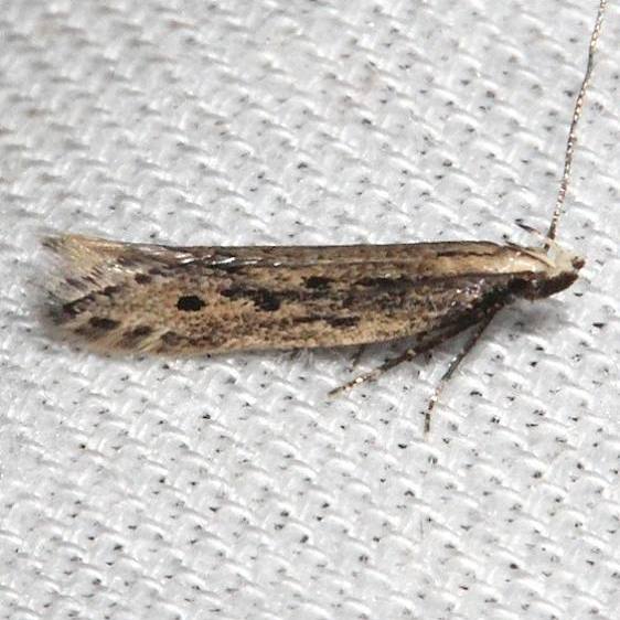 2015 Scrobipalpula henshawiella-BG2024-Kissimmee Prairie St Pk 3-12-13t