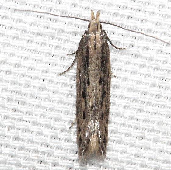 2015-Scrobipalpula-henshawiella-BG2024-Kissimmee-Prairie-St-Pk-3-12-13-15_opt