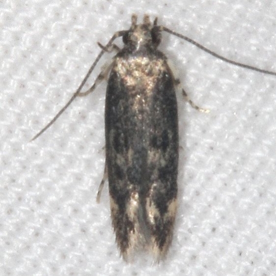 2019.1 Chionodes powelli tentative Burr Oak Cove Wayne Natl Forest Oh 8-4-18 (36)_opt